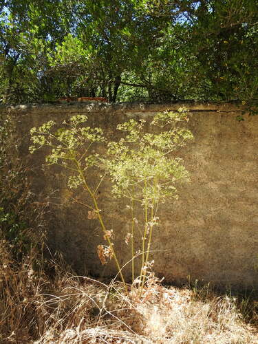 Image of Opopanax chironium by (c) Yves Bas, some rights reserved (CC BY)