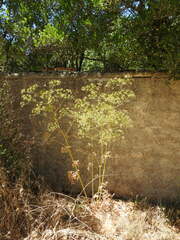 Opopanax chironium
