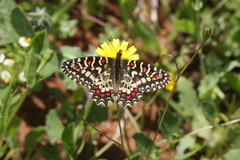 Zerynthia rumina rumina