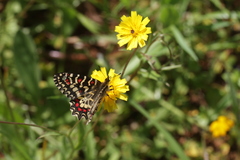 Zerynthia rumina rumina