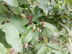 Psidium guajava