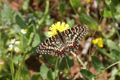 Zerynthia rumina rumina