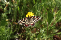 Zerynthia rumina rumina