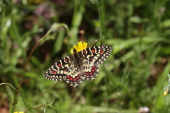 Zerynthia rumina rumina