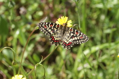 Zerynthia rumina rumina