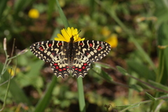 Zerynthia rumina rumina