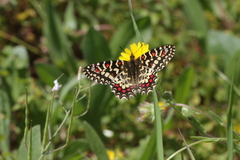 Zerynthia rumina rumina