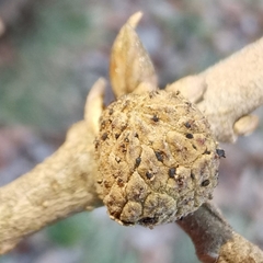 Andricus caliciformis