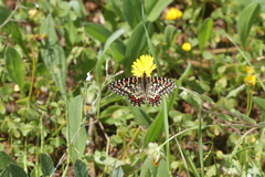 Zerynthia rumina rumina