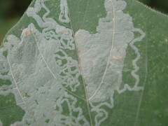 Phodoryctis caerulea