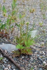 Geum macrophyllum perincisum