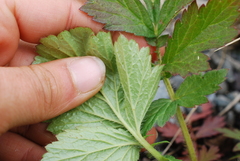 Geum macrophyllum perincisum