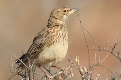 Galerida magnirostris
