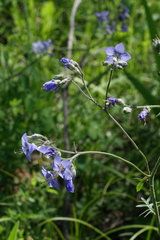 Polemonium caeruleum