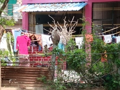 Semnopithecus entellus