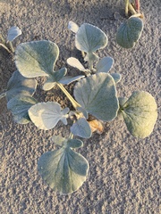 Arctotheca populifolia