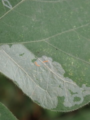 Phodoryctis caerulea