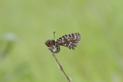 Zerynthia rumina rumina