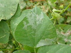 Phodoryctis caerulea