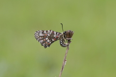 Zerynthia rumina rumina