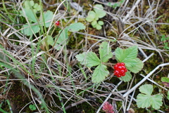 Rubus arcticus acaulis