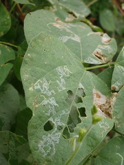 Phodoryctis caerulea