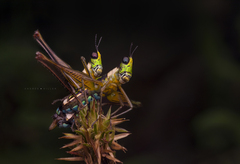 Paramastax rosenbergi