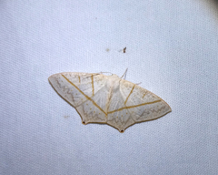 Brachurapteryx breviaria