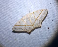 Brachurapteryx breviaria