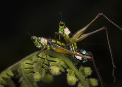 Paramastax rosenbergi