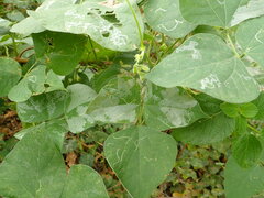 Phodoryctis caerulea