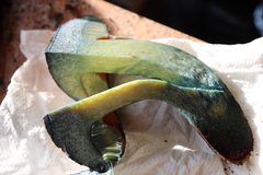 Suillellus amygdalinus