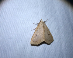 Scolecocampinae