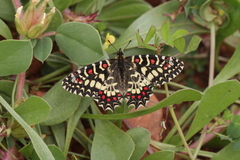 Zerynthia rumina rumina