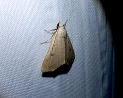 Scolecocampinae