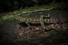 Anolis latifrons