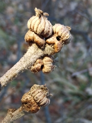 Andricus galeatus