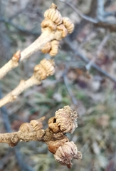 Andricus galeatus