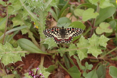 Zerynthia rumina rumina