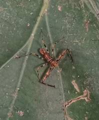 Rihirbus trochantericus