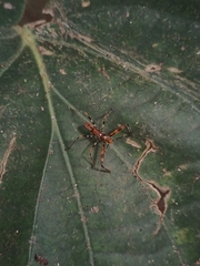 Rihirbus trochantericus