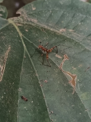 Rihirbus trochantericus