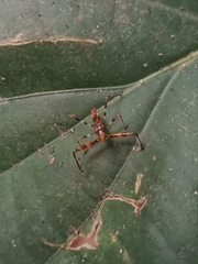 Rihirbus trochantericus