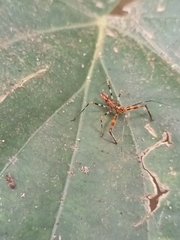 Rihirbus trochantericus