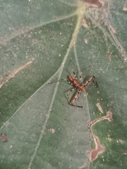 Rihirbus trochantericus