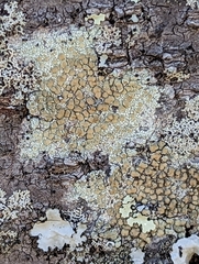 Lecanora strobilina