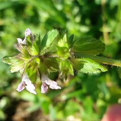 Stachys arvensis