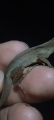 Anolis gaigei