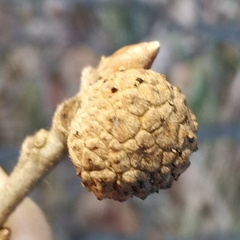 Andricus caliciformis