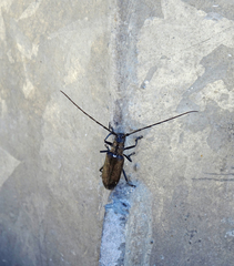 Monochamus sutor